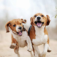 Hunde