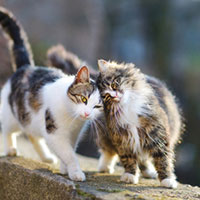 Katzen