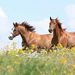 Andere Tiere